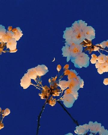 希望我不是被选择，而是被热爱。 ?