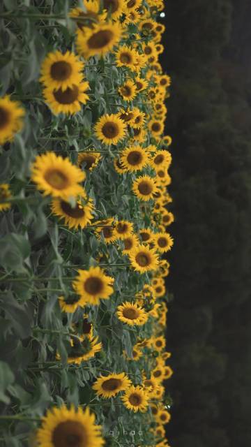 出去走走，看看不同的风景，接触不同的人和事，你会发现，你的烦恼原来是那么微不足道。
