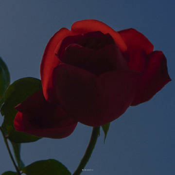 我留一束花在海边  托海水帮我寄给你