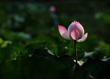 修得胸中雅量，蓄得一生幸福。