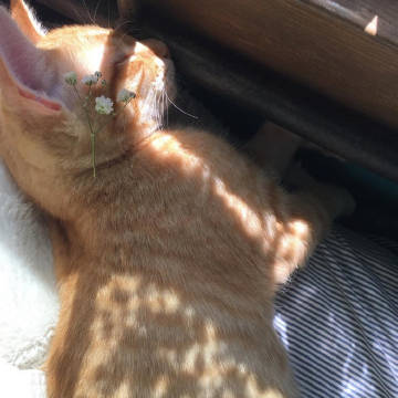 生活明朗 万物可爱