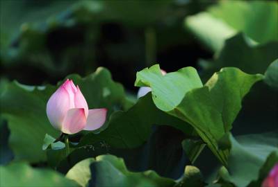 修得胸中雅量，蓄得一生幸福。